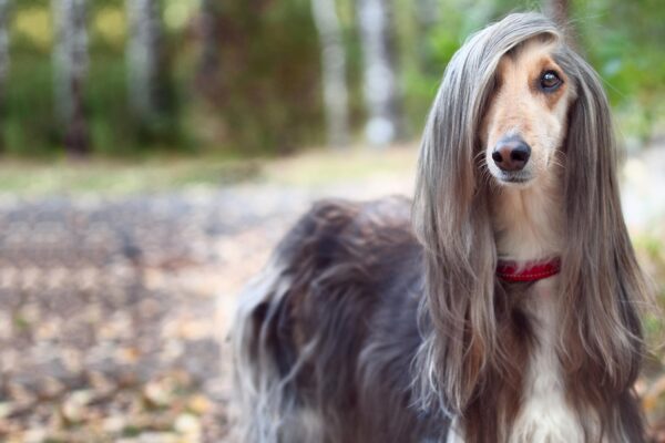 Grooming 101 for a Long Hair Puppy