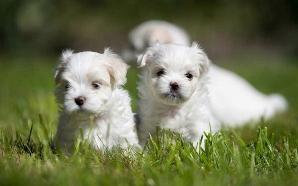 Petland Speaks: All About Maltese Puppies