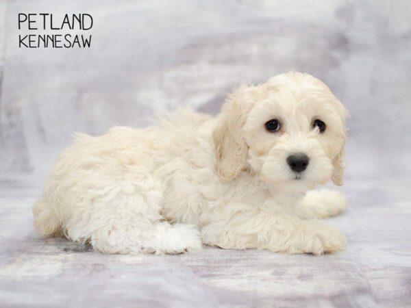 4 Fun Facts You Didn’t Know about Maltipoo Dog Breeds