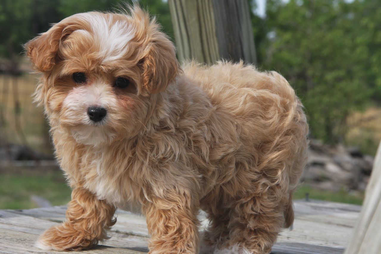 Maltipoo dogs hot sale