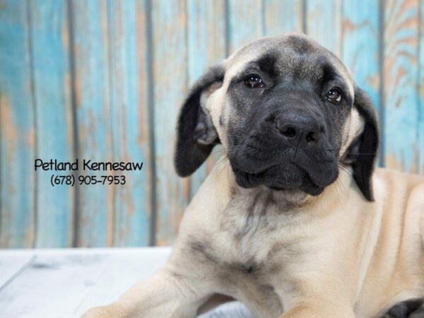 Interesting Facts about Mastiff Puppies