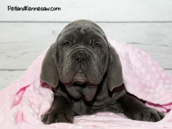 Mastiff Puppies for Sale: So Many Gentle Giants to Choose From!