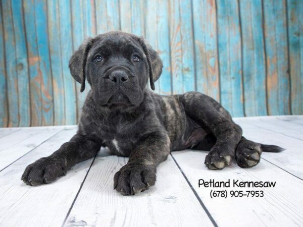 Many Massive Mastiff Facts