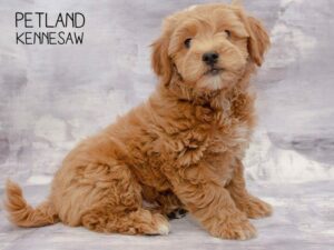 medium sized dog breeds