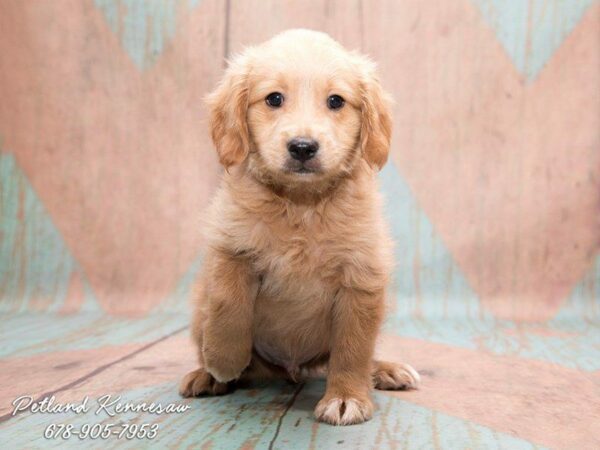Facts About The Miniature Goldendoodle