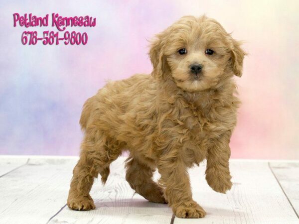 Mini Goldendoodle Puppy
