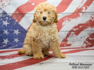 mini goldendoodles for sale