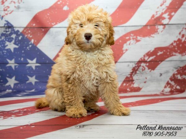 Our Mini Goldendoodles for Sale Will Bring a Smile to Your Face!