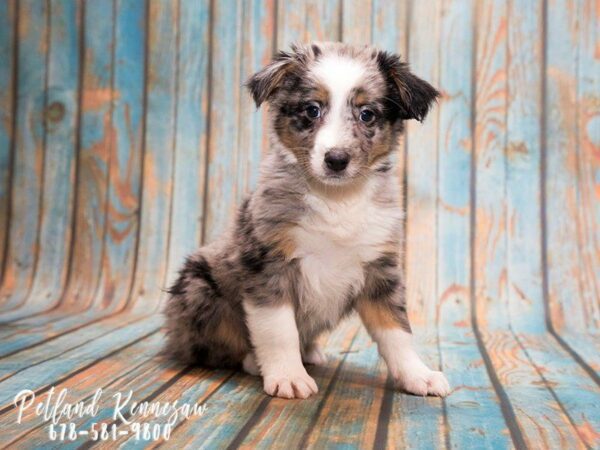 Get a Lifelong Workout Companion with a Miniature Australian Shepherd for Sale!