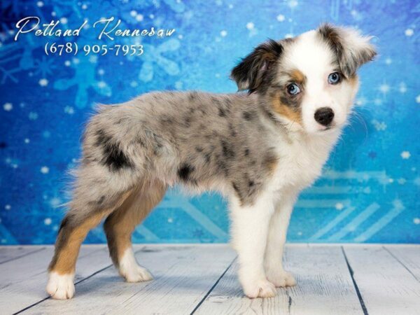 Have You Ever Thought About Adding a Miniature Australian Shepherd to Your Family?