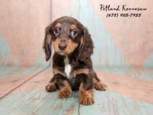 miniature dachshund puppy