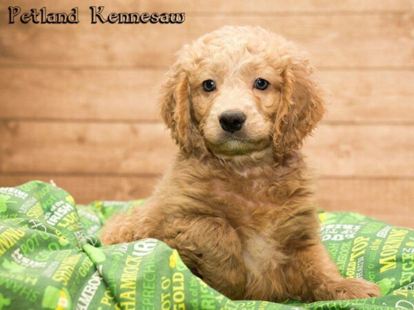 Miniature Goldendoodle Puppies for Sale, Your New Best Friend is Waiting for You!