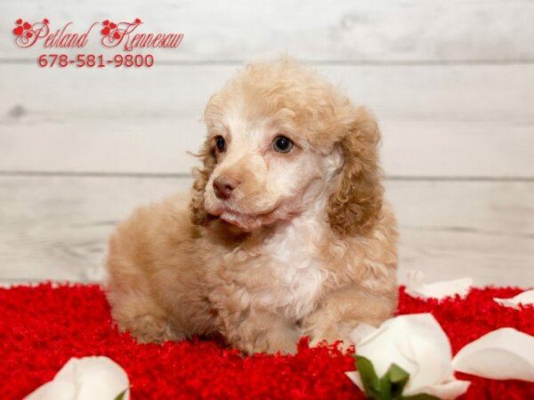Our Miniature Poodles for Sale Will Give You Unparalleled Companionship!