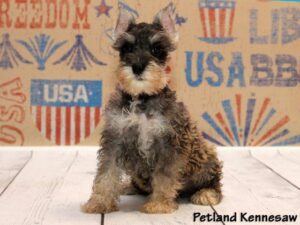 Miniature Schnauzer puppies for sale