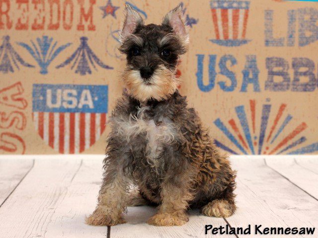 Miniature Schnauzer Puppies for Sale: This Dapper Little Fellow is Feisty!