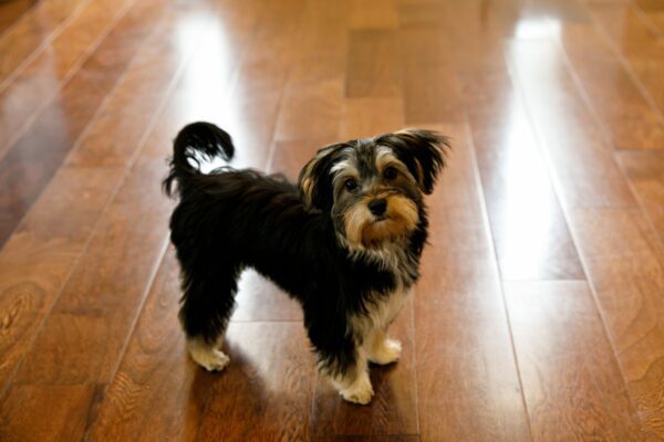 Need-to-Know Info about Morkie Puppies