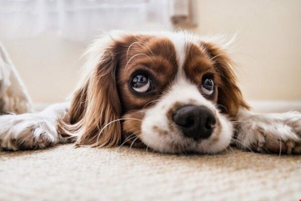 The First Few Days – You and Your New Dog