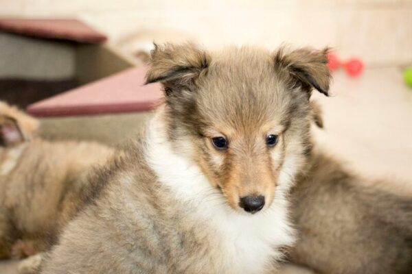 Petland Breeders Spotlight on Oak Ridge Kennel: Where Does Petland Get Their Puppies?