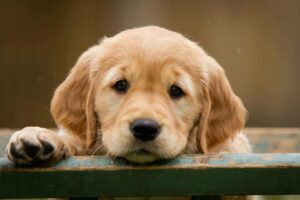 golden retriever puppies for sale