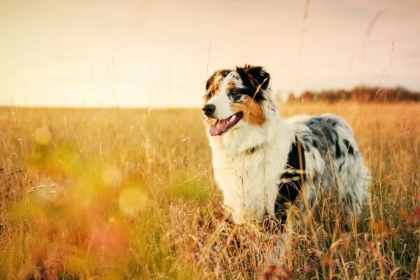 The Best Outdoor Dog Breeds for Your Outdoor Adventures
