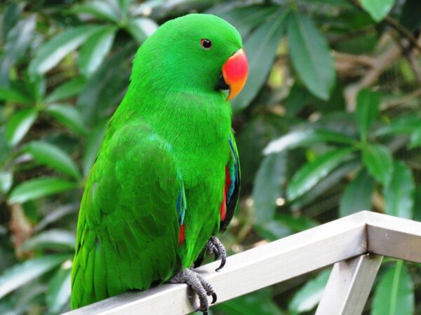 5 Fascinating Facts About Parrots