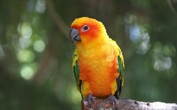 5 More Fascinating Facts About Parrots