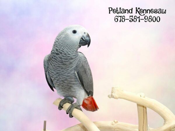 Many People Don’t Know that Petland Has Pet Birds for Sale!