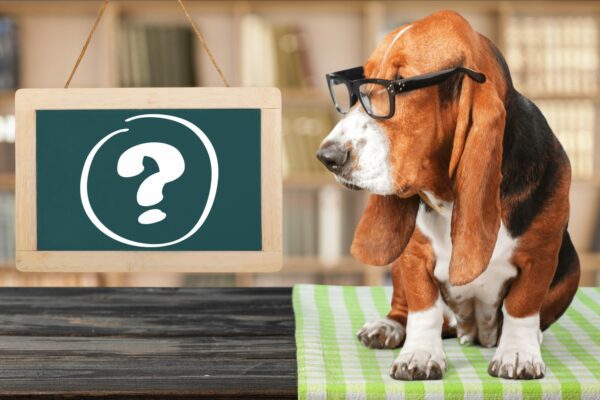 No Question is a Dumb Question: Solutions.Pet