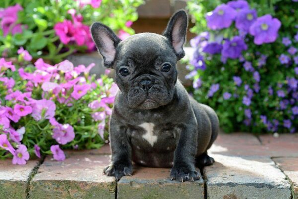 Petland Blog: 3 Harmful Summer Plants to Keep From Your Dog