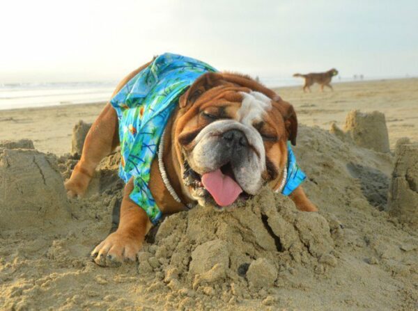 Petland Speaks: How to Keep Your Dog Happy in the Summer Heat