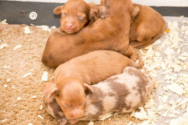 Petland Breeders Spotlight on Yoder Kennels: Where Does Petland Get Its Puppies?
