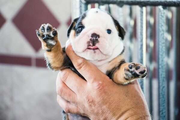 Petland Stores: Everything you’ll need!