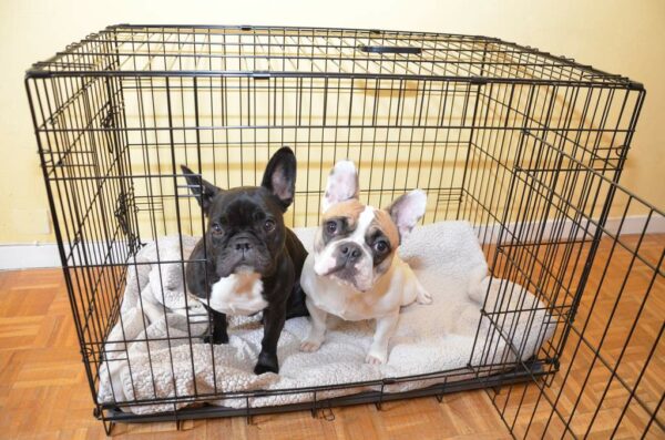 Petland Advice: Why Your Cute Puppy Dogs May Be Afraid of the Dark