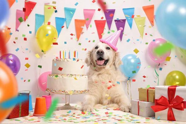 Petland in Georgia’s Three Ideas to Celebrate Your Dog’s Birthday!