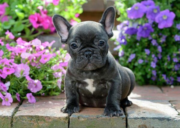 How to Keep Your Pet Out of Your Backyard Garden this Spring