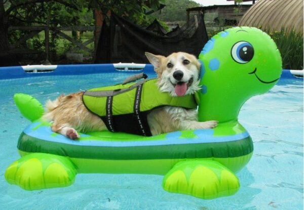 Petland Locations: How to Engage More with Your Pet This Summer