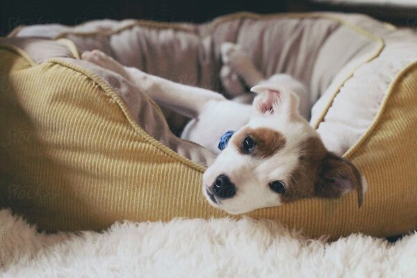 Petland Locations Can Help You Create a Daily Cleaning Schedule