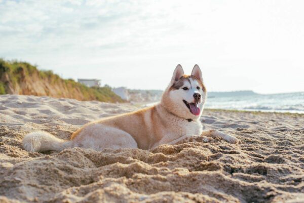 4 Easy Spring Break Vacation Tips for You and Your Pets