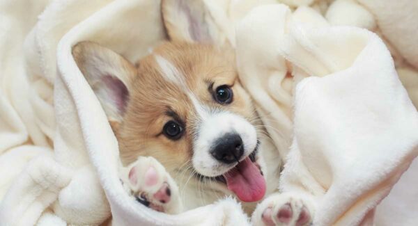 3 Reasons to Buy Your Next Puppy at Petland!