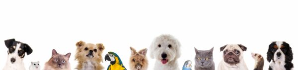 Get Your First Pet at Petland