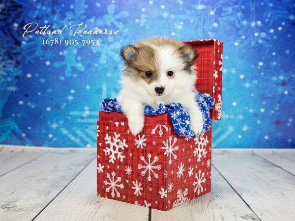 Pomeranian Puppies: Intelligent, Feisty and Cute Beyond Compare!