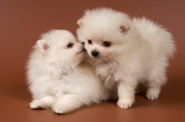 Pomeranian Puppies for Sale, Make This Saucy Puppy the Light of Your Life!