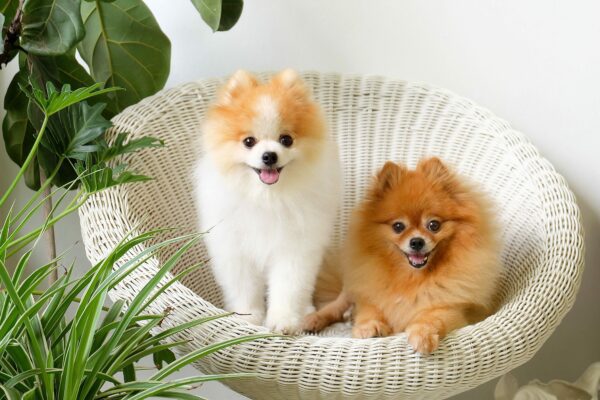 Pomeranian Puppies Are at Petland!