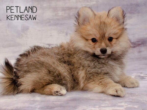 Pomeranians for Sale, This Petite Breed Packs in the Love!