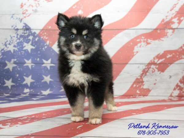 Pomskies for Sale: Check Out Our Coolest New Designer Breed!