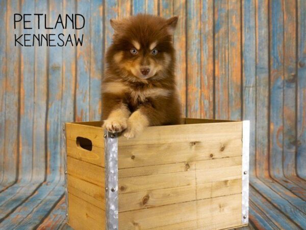 Petland Says: Pick Up Pomsky Puppies for Sale Today!