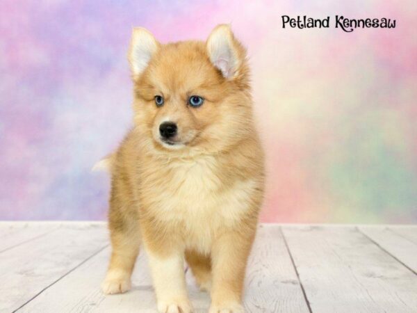 Pomsky Puppies for Sale: Things You Might Not Know About this Precocious Breed!