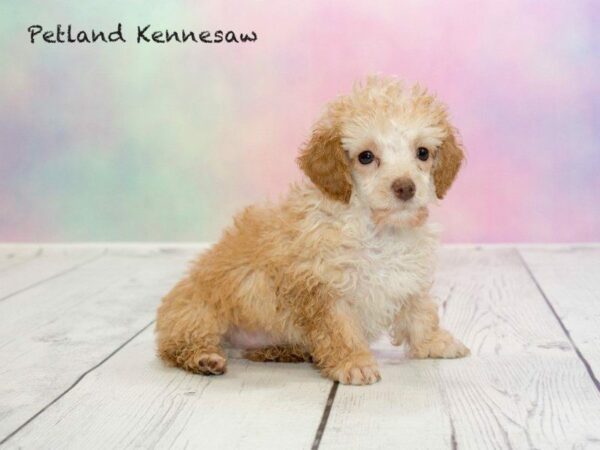 12 Paw-some facts about Poodles