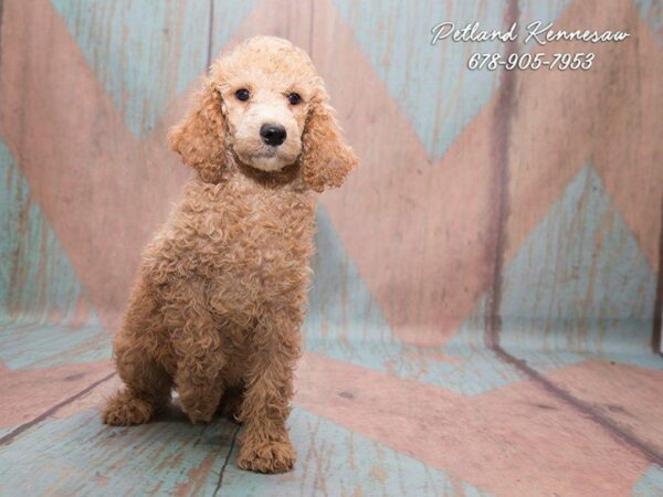 Tips and Facts About Poodle Puppies