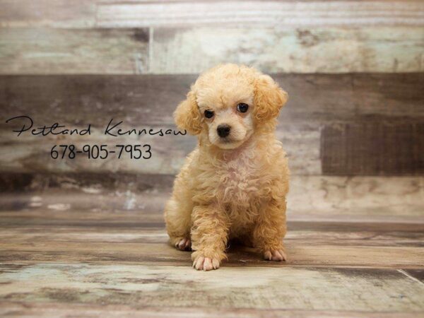 Poodle Puppies for Sale: A Few Things You Might Not Know About this Popular Breed